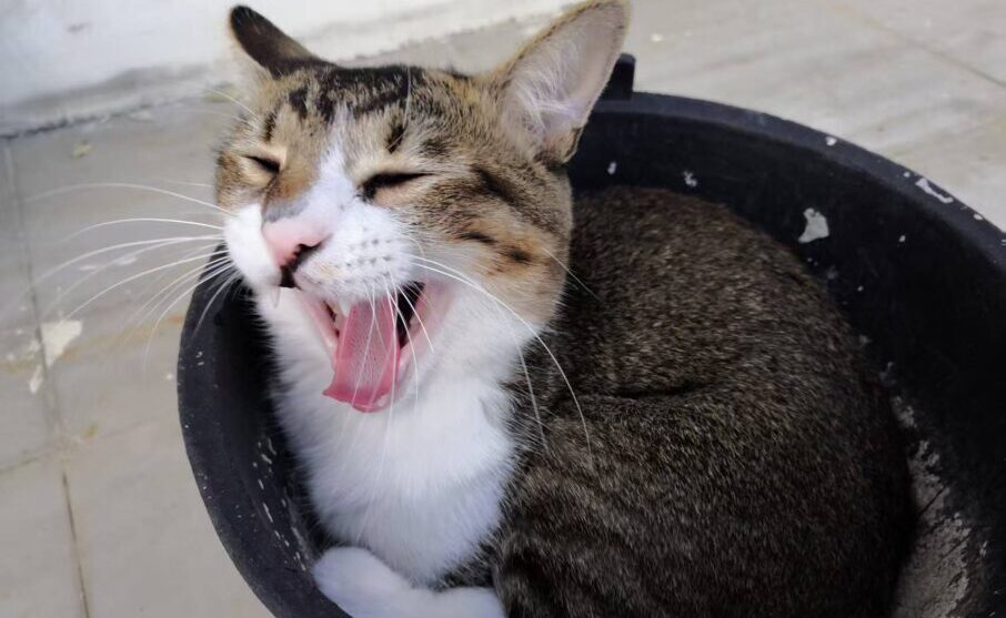 finding your feline match